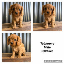 Load image into Gallery viewer, .🌟TOBLERONE - Male Cavalier - Ready Now