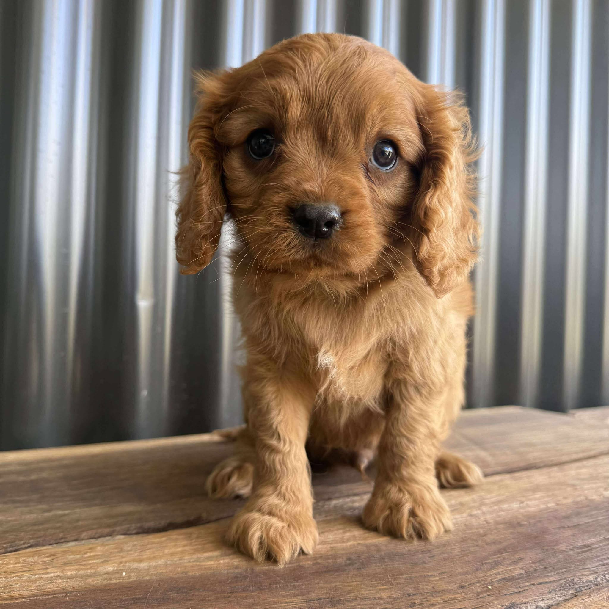 .🌟TOBLERONE - Male Cavalier - Ready Now