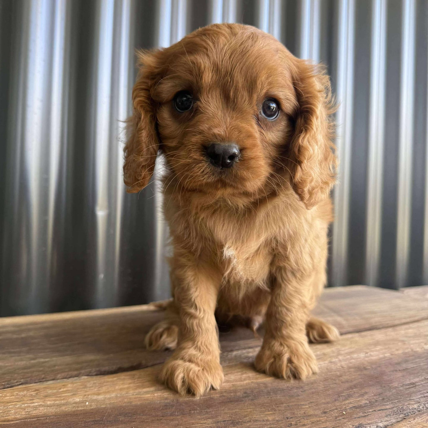 .🌟TOBLERONE - Male Cavalier - Ready Now
