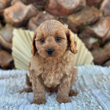 Load image into Gallery viewer, TOBY - Male Toy Cavoodle - Ready 4th June