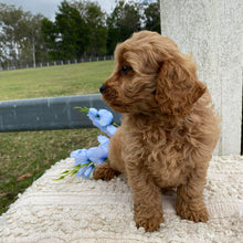 Load image into Gallery viewer, TOBY - Male Toy Cavoodle - Ready Now