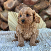 Load image into Gallery viewer, TOBY - Male Toy Cavoodle - Ready 4th June