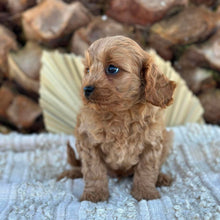 Load image into Gallery viewer, TOBY - Male Toy Cavoodle - Ready 4th June