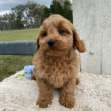 Load image into Gallery viewer, TOBY - Male Toy Cavoodle - Ready Now