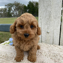 Load image into Gallery viewer, TOBY - Male Toy Cavoodle - Ready Now