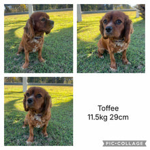 Load image into Gallery viewer, TOBY - Male Toy Cavoodle - Ready 4th June