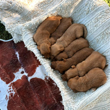 Load image into Gallery viewer, 💫 MINI GROODLE LITTER -  COMING SOON 💫
