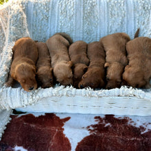 Load image into Gallery viewer, 💫 MINI GROODLE LITTER -  COMING SOON 💫