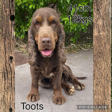 Load image into Gallery viewer, .WALTER - Male Cocker Spaniel - Ready 18th Dec