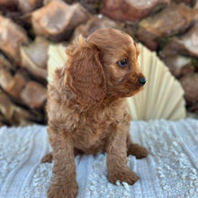 Load image into Gallery viewer, TOTO - Male Toy Cavoodle - Ready 4th June