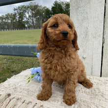 Load image into Gallery viewer, TOTO - Male Toy Cavoodle - Ready Now