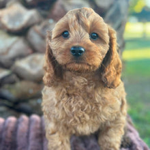 Load image into Gallery viewer, TOTO - Male Toy Cavoodle - Ready Now