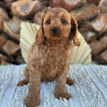 Load image into Gallery viewer, TOTO - Male Toy Cavoodle - Ready 4th June