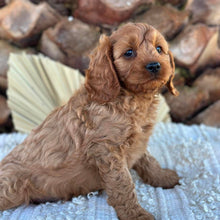 Load image into Gallery viewer, TOTO - Male Toy Cavoodle - Ready 4th June