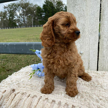 Load image into Gallery viewer, TOTO - Male Toy Cavoodle - Ready Now
