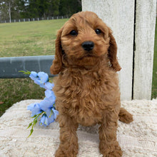 Load image into Gallery viewer, TOTO - Male Toy Cavoodle - Ready Now