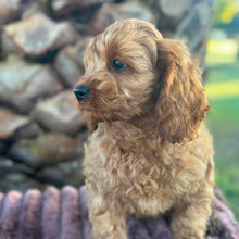 Load image into Gallery viewer, TOTO - Male Toy Cavoodle - Ready Now