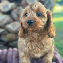 Load image into Gallery viewer, TOTO - Male Toy Cavoodle - Ready Now