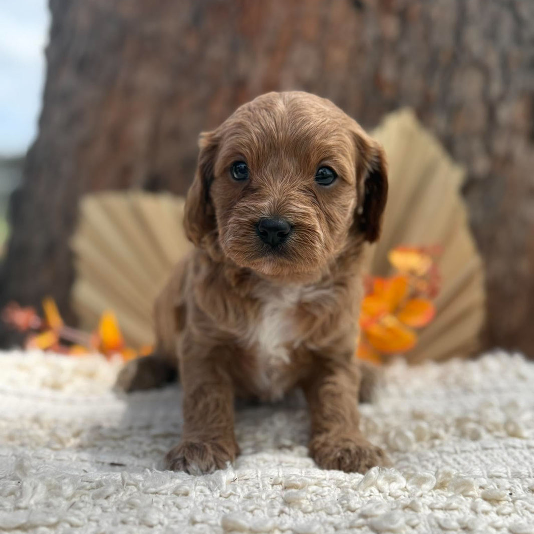 TRINITY - Female Toy Cavoodle - Ready 12th Nov