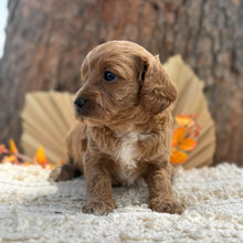 Load image into Gallery viewer, TRINITY - Female Toy Cavoodle - Ready 12th Nov