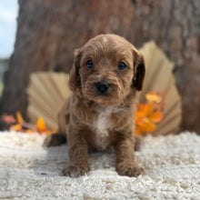 Load image into Gallery viewer, TRINITY - Female Toy Cavoodle - Ready 12th Nov