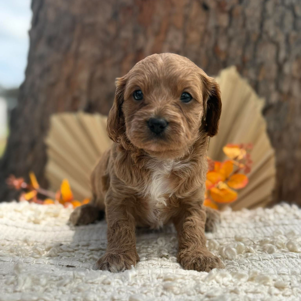 TRINITY - Female Toy Cavoodle - Ready 12th Nov