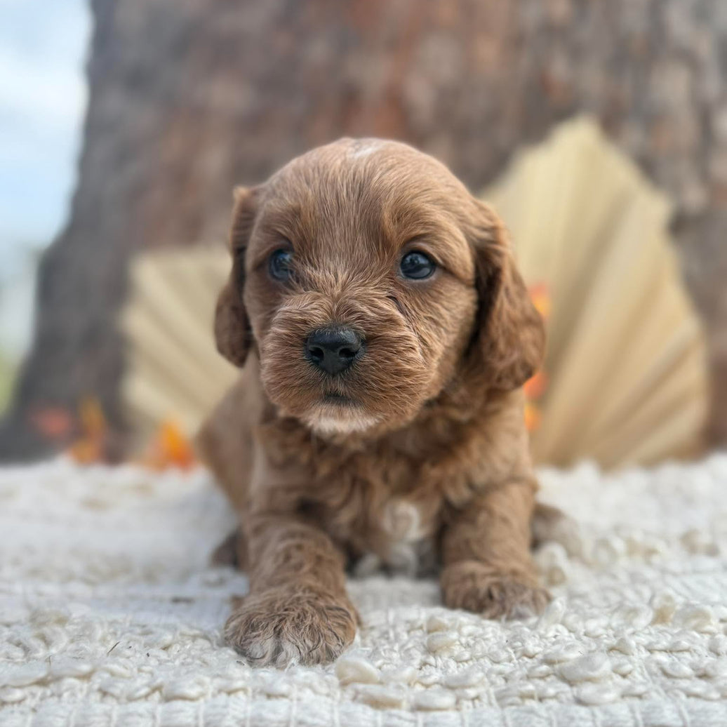 TRIXY - Female Toy Cavoodle - Ready 12th Nov