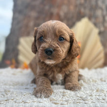Load image into Gallery viewer, TRIXY - Female Toy Cavoodle - Ready 12th Nov