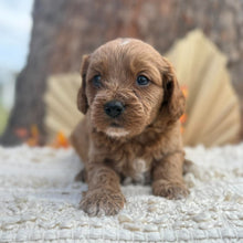 Load image into Gallery viewer, TRIXY - Female Toy Cavoodle - Ready 12th Nov