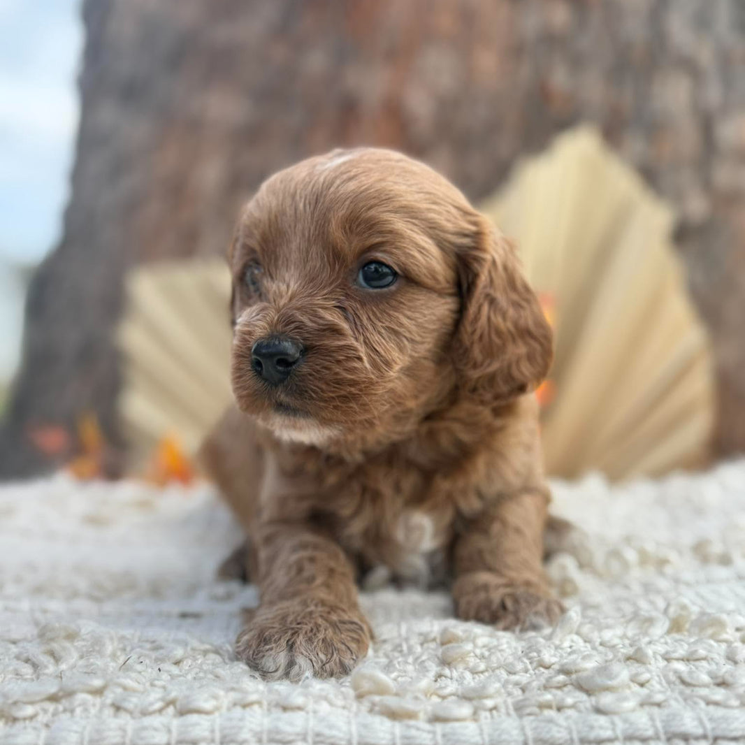 TRIXY - Female Toy Cavoodle - Ready 12th Nov
