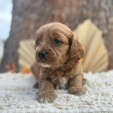 Load image into Gallery viewer, TRIXY - Female Toy Cavoodle - Ready 12th Nov