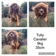 Load image into Gallery viewer, .TANNER - Male Toy Cavoodle - Ready Now