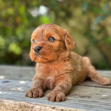 Load image into Gallery viewer, TWINKLE - Female Toy Cavoodle - Ready 17th Dec