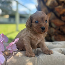 Load image into Gallery viewer, TWINKLE - Female Toy Cavoodle - Ready 17th Dec