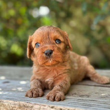 Load image into Gallery viewer, TWINKLE - Female Toy Cavoodle - Ready 17th Dec