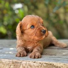 Load image into Gallery viewer, TWINKLE - Female Toy Cavoodle - Ready 17th Dec