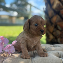 Load image into Gallery viewer, TWINKLE - Female Toy Cavoodle - Ready 17th Dec