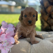 Load image into Gallery viewer, TWINKLE - Female Toy Cavoodle - Ready 17th Dec