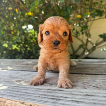 Load image into Gallery viewer, TWIRL - Female Toy Cavoodle - Ready 17th Dec