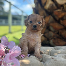 Load image into Gallery viewer, TWIRL - Female Toy Cavoodle - Ready 17th Dec