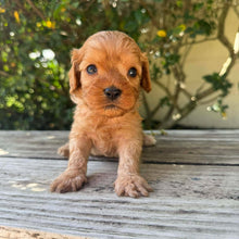 Load image into Gallery viewer, TWIRL - Female Toy Cavoodle - Ready 17th Dec