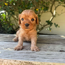 Load image into Gallery viewer, TWIRL - Female Toy Cavoodle - Ready 17th Dec
