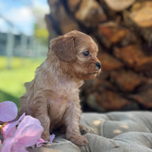 Load image into Gallery viewer, TWIRL - Female Toy Cavoodle - Ready 17th Dec