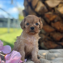 Load image into Gallery viewer, TWIRL - Female Toy Cavoodle - Ready 17th Dec