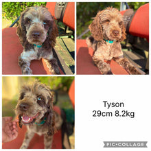 Load image into Gallery viewer, NOVA - Female Toy Spoodle - Ready 8th Dec