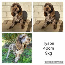 Load image into Gallery viewer, JEWEL - Female Mini Spoodle - Ready 12th March