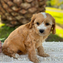 Load image into Gallery viewer, WAFFLE - Female Mini Cavoodle - Ready 17th June
