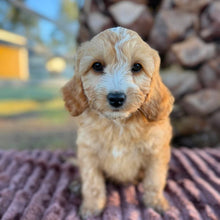 Load image into Gallery viewer, WAFFLE - Female Mini Cavoodle - Ready 17th June 🌟 Free Flight Offer 🌟