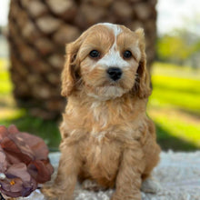 Load image into Gallery viewer, WAFFLE - Female Mini Cavoodle - Ready 17th June