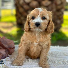 Load image into Gallery viewer, WAFFLE - Female Mini Cavoodle - Ready 17th June